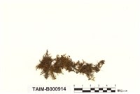 藏品(黃葉細濕苔)的圖片